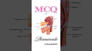 Anatomy MCQ on phrenicocolic ligament shorts phrenicocolicligament [upl. by Saba]