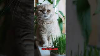 comment habituer son chat a une niche amoureuxdeschats chat animaux cat animals catlover [upl. by Kudva]