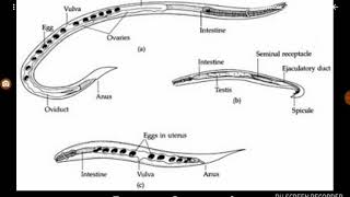 Strongyloides stercoralis [upl. by Launamme]