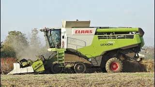 Soy Harvest  Claas Lexion 760 TerraTrac  Cressoni CRX Sojaflex 660  DE FORNI [upl. by Ebner]