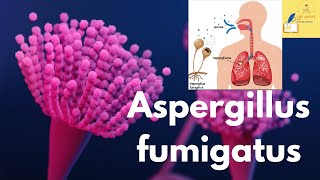 UPSC  Aspergillus fumigatus  Aspergillosis  UPSC Prelims 2024 science and tech [upl. by Azenav432]