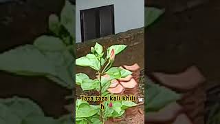 Taza taza Kali khili hshorts ytshorts shortsfeed viral trending naturelovers [upl. by Utham241]