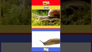 Who Is Fastest❓Snail🆚Slug shorts education quizzes [upl. by Dorris]