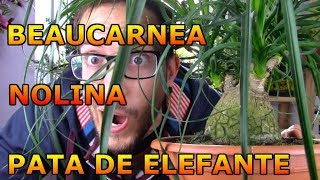 Cómo cuidar y trasplantar una pata de elefante nolina o beaucarnea BEAUCARNEA RECURVATA [upl. by Weinstein190]