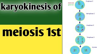 Phases of karyokinesis of meiosis 1 class 9 biologyLesson no30 [upl. by Alyahsat]