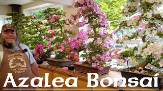 Cutting an Azalea Hard Back  Greenwood Bonsai [upl. by Koziarz]