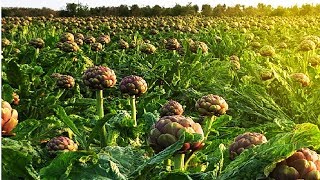 Flowers of Middleearth Artichokes Farm and Harvest  Artichokes Cultivation Technology [upl. by Ennair]