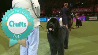 Working Group Winners Interview  Crufts 2017 [upl. by Dwan62]