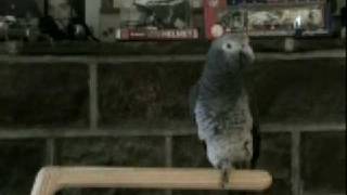 Andy The Parrot  The Philadelphia Eagles Fight Song [upl. by Okimat]