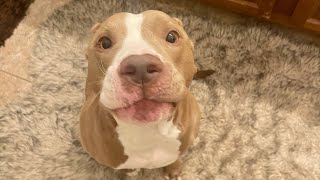 Dog Gets a Massage and LOVES it 💆‍♂️ ASMR [upl. by Eiramyllek]