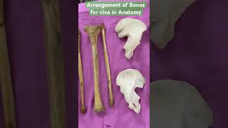 How the bones arranged for Viva  Anatomy Exam [upl. by Troyes]