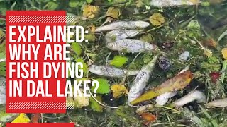 Explained Why are fish dying in Dal lake [upl. by Ybor775]