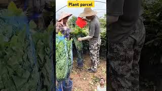 Plant parcel satisfying packinghacks youtubeshorts reels [upl. by Monroy833]