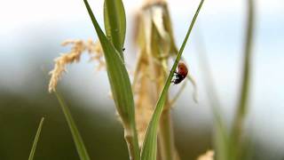 Ladybug Stroll [upl. by Nowad]