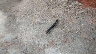 Black Yellow millipede Walking Villageanimal2 [upl. by Combs]