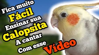 4 CANTOS para ensinar sua CALOPSITA Treine seu Pet e Se Divirta com seus Novos Talentos [upl. by Odlanyar]