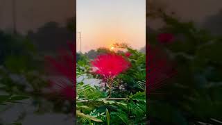 Calliandra haematocephalaPlant flowers plants viralvideo entertainment ajaykvideo [upl. by Ardnasirhc697]