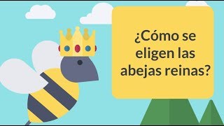 ¿Cómo se elige una abeja reina SABIAS [upl. by Waterer]