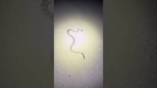 The BIGGEST Rattlesnake I Have EVER Seen shorts snake wildlife nature [upl. by Anada]