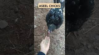 Aseel chicks Aseel pure Aseel pure Aseel breed Aseel chicks sz pets lover [upl. by Machos]