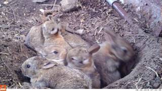 Young life  Baby rabbits and their mom Bushnell Nature View [upl. by Rome]