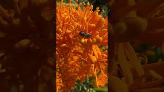 Lasioglossum Homalictus urbanum on Nuytsia floribunda WA Christmas Tree bees nuytsia [upl. by Nnayelhsa]