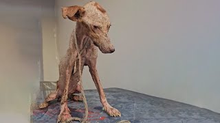 Skinny Dog Was Worried Sad And Then Bursted With Happiness When Receiving Human Love [upl. by Yumuk]