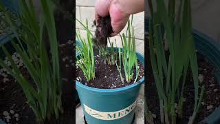 Leeks can be planted now leekplanting singlerootredleeks vegetableseeds garden shorts [upl. by Aisor]