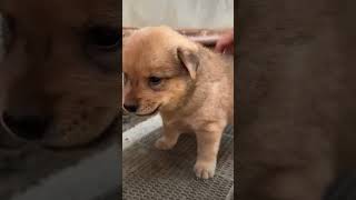 Angry dog trending puppy doghutmujhebhipilade doglover goldenretriever petowner [upl. by Pubilis717]