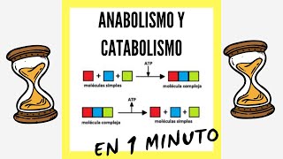 Anabolismo y Catabolismo EN 1 MINUTO [upl. by Wyler]