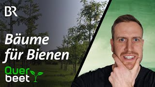 Reaktion auf Bäume für Bienen von Querbeet Welche Bäume nützen unseren Insekten wirklich [upl. by Aerdnaid]