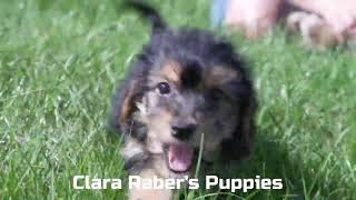 Clara Rabers Yorkipoo Puppies [upl. by Anaerda]