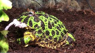 Ceratophrys ornata Male  feeding time dead adult mouse [upl. by Neetsirhc]