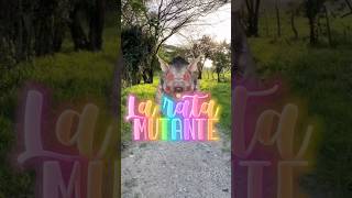 La rata mutante shortvideos viralvideos [upl. by Philo]