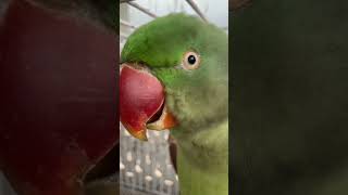 Beautiful parrot voice new [upl. by Lanita]