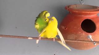 Budgiesparakeets mating amp dancing [upl. by Assenaj92]