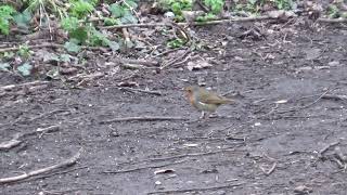 Robin UK Wildlife [upl. by Osber51]