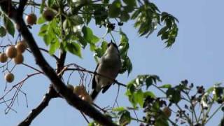 Sardinian warbler [upl. by Audrie]