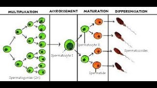 شرح الدرس الأول 1er cours embryologie la spermatogenèse 1ère année médecine [upl. by Karna637]