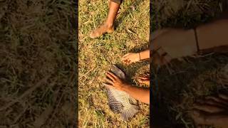 Giant Tilapia Fish caught from Mahanadi by Village Boy giantfishcaught [upl. by Richlad]