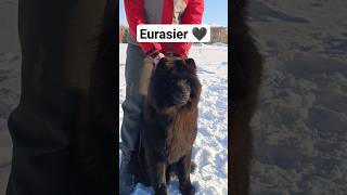 Eurasier shorts eurasier dog евразиер [upl. by Reham788]