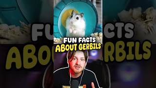 Fun Facts About Gerbils 🐹 gerbil funfacts animalsofyoutube [upl. by Rotman]