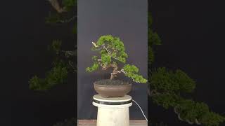 Cemara SinensisJuniperus Chinensis bonsai youtubeshorts bonsaitree bonsaicemara bonsaisinensis [upl. by Enylorac]