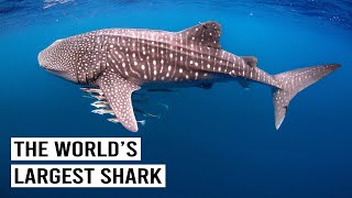 Exploring Giants Of Ningaloo Reef In Australia 4K Documentary [upl. by Sevik]