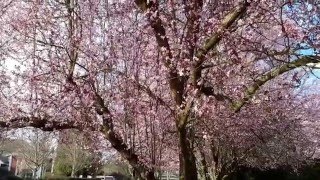 Purple Leaf Plum  Prunus cerasifera [upl. by Anehs]