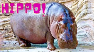 Hippopotamus India  Up Close 2000 Kg Mighty Beast [upl. by Efal321]