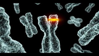 Methods for Testing Chromosomal Aberration [upl. by Swen924]