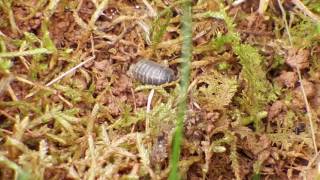 Common Pillbug Armadillidium vulgare  Walking [upl. by Rehsa500]