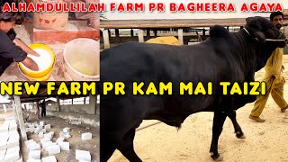 New Farm Pe Bagheera Agaya 😱  Kam Mai Taizi 140 Ki Speed Se 🤗 [upl. by Nosoj]