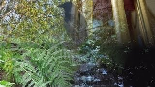 ❀ Sound Therapy  5 hours wind chimes birds song forest stream [upl. by Htabmas]